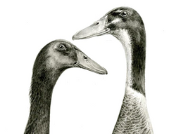 Beverley Sweetman: Wildlife & Animal Artist