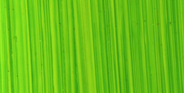 Michael Harding Oil Paints - Bright Green Lake